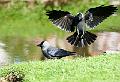 Kaie - Western Jackdaw (Corvus monedula) 